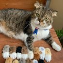 털복숭이친구들 이미지