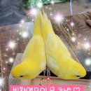 리프패럿 이미지