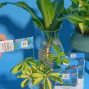 주식회사 닥터허브 | NOUSBO 닥터조 식물영양제, 식물 키우기의 필수 아이템! 효과 직접 써본 리얼 후기