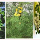 나무와숲한의원 이미지