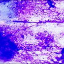 내성동물병원 이미지