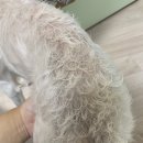 와조펫(WAZOPET) 이미지