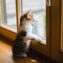 금쪽금쪽금쪽반려동물병원 이미지