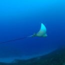 댄스스포츠.초.중급 이미지