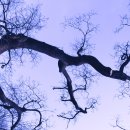 고목나무 이미지