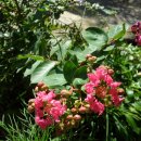 백일홍동산 이미지