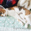 애플펫 동물병원 이미지