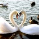 스완SWAN