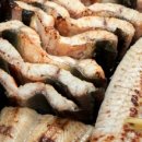 우리집 장어 이미지