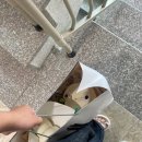 도담도담 고양이 호텔 네이버블로그