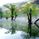 구슬픈 서사 뚝딱인 우리나라 예쁜 나무 풍경.JPG 이미지