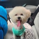 빠박이 애견미용 이미지