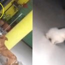 불량고양이