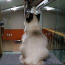 캣돌 캐터리 이미지