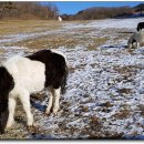 백두목장 이미지