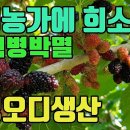 오디농가희소식(오디균핵병박멸)1-완전친환경방제로 건강한오디생산길 열리다 조회수 4.1만회 3년 전 이미지