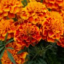 제스티파우더(Zesty powder) | 오르메] 잃어가는 것들에 대한 감정과 추억의 향수를 불러일으키는 향수, 오르메 / 9종 향수 시향후기