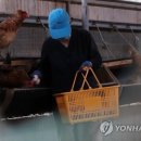 도계유통 이미지