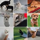 리틀파우스 이미지