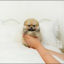 스타일독앤캣 강아지고양이 경기광주점 이미지