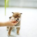 이누아이 이미지