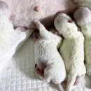 위드미펫살롱 이미지