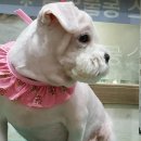 피닉스 동물병원 이미지