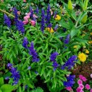 블루세이지 이미지