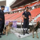 stadium of dogs 이미지