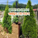 (주)디지털타임스 | 에메랄드그린 키우기, 울타리 묘목 심는 식재 시기 간격 물주기 멀칭 월동 총정리