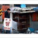 시골닭집 이미지