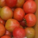 예약받습니다~ 맛있는 토종 도태랑 토마토1박스16,000원 무료배송 이미지
