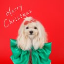 분당-101 | 분당 강아지 스튜디오, 크리스마스 컨셉 촬영 후기