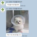 24시 동탄윌 동물의료센터 | [동탄 동물병원] 24시 동탄시티동물의료센터
