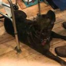 댕댕이천사 이미지