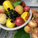 김삿갓사과농원 이미지