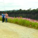 코스모스길 이미지