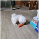 아이러브 독 이미지