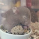 엔젤인어항 이미지