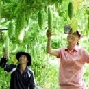 박재도농장 Daum카페