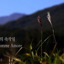 비내섬스케치 이미지