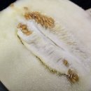 채원농장 이미지