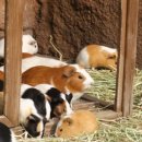 뿌빠노래타운 이미지