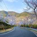 대금어촌체험휴양마을 | 봄에 꼭 가야 할 국내 여행지 TOP 7: 벚꽃과 바다가 만나는 어촌 체험 마을 추천
