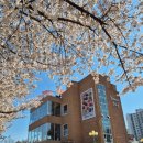 수원-1417 | 수원 황구지천 벚꽃 만개 실시간 후기 지금이 절정! 주차 꿀팁까지 (4월 8일 기준)