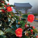 용문불교사 | 전북 고창 선운사 -동백꽃을 보러가요