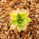 뿌리파리 응애 총채 톡톡이 해충들이 무름병을 옮긴다 이미지