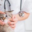 동물병원예지 이미지