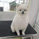 그루밍루나 네이버블로그