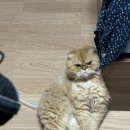 주원청과 이미지